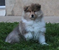 CHIOT